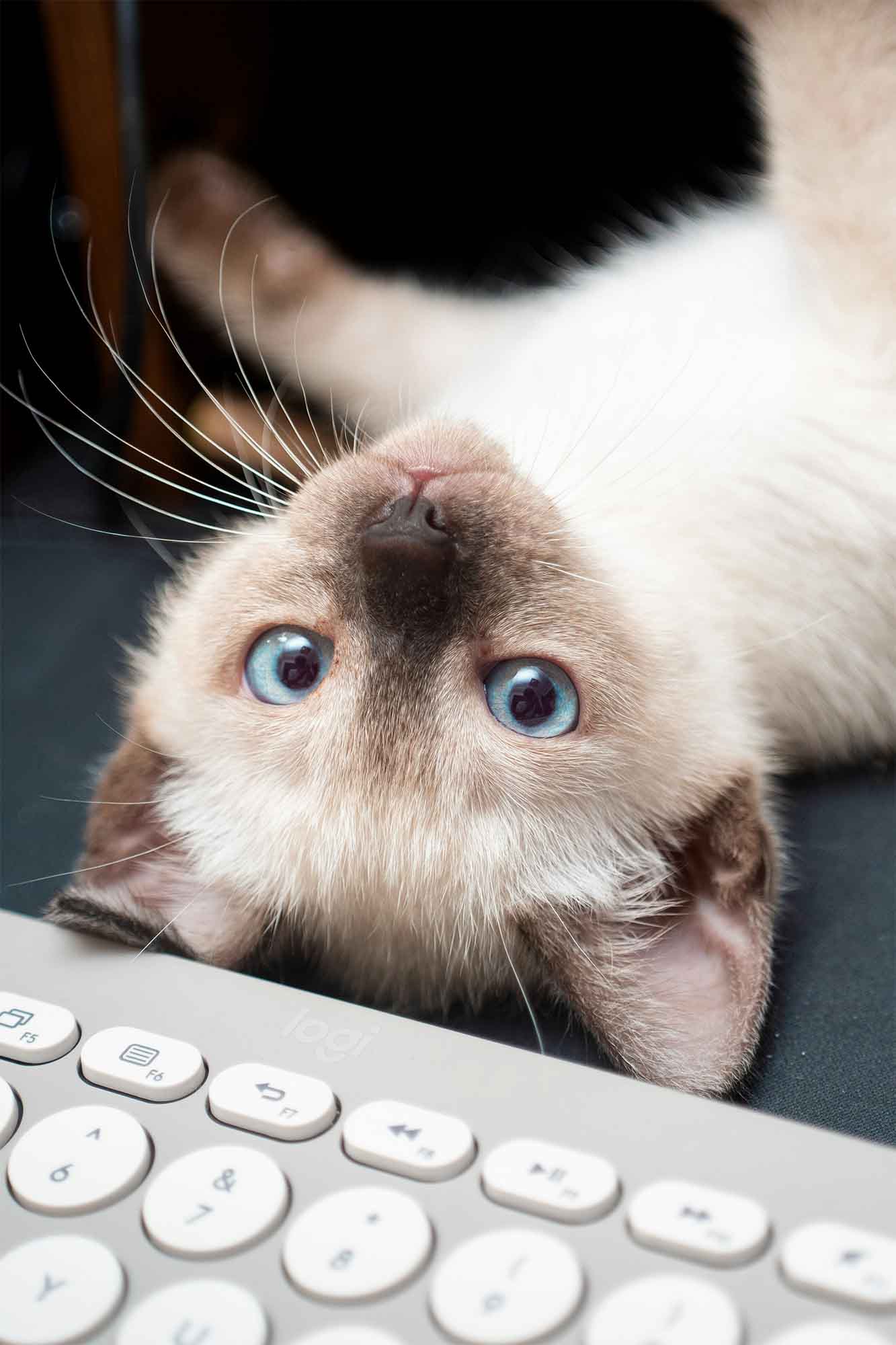 Das Bild zeigt ein Siamkatzen-Baby, das auf dem Rücken vor eine Tastatur liegt.