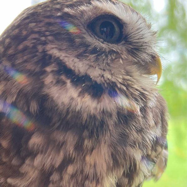 Mein Blogbeitrag zeigt dir, warum Ideen wie Vögel sind und wie du dir das beim Schreiben zu Nutze machen kannst, um erfolgreich Romane zu schreiben.